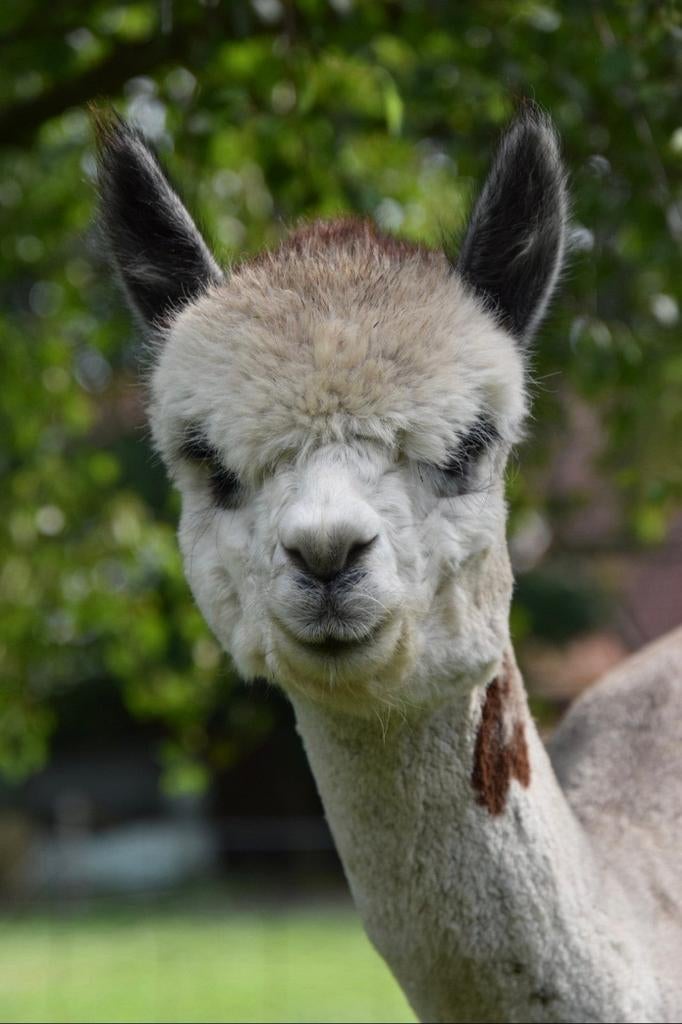 Ter dekking aangeboden: Rose grey alpaca hengst, Februari, Mannelijk