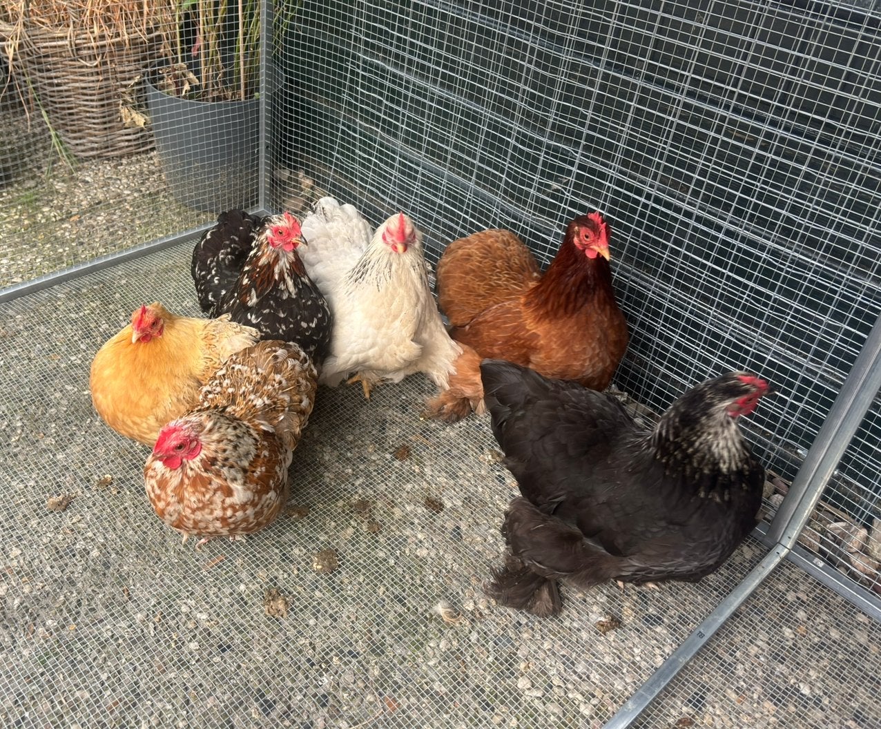 Cochin kriel kippen hennen, Dieren en Toebehoren, Pluimvee, Vrouwelijk, Kip