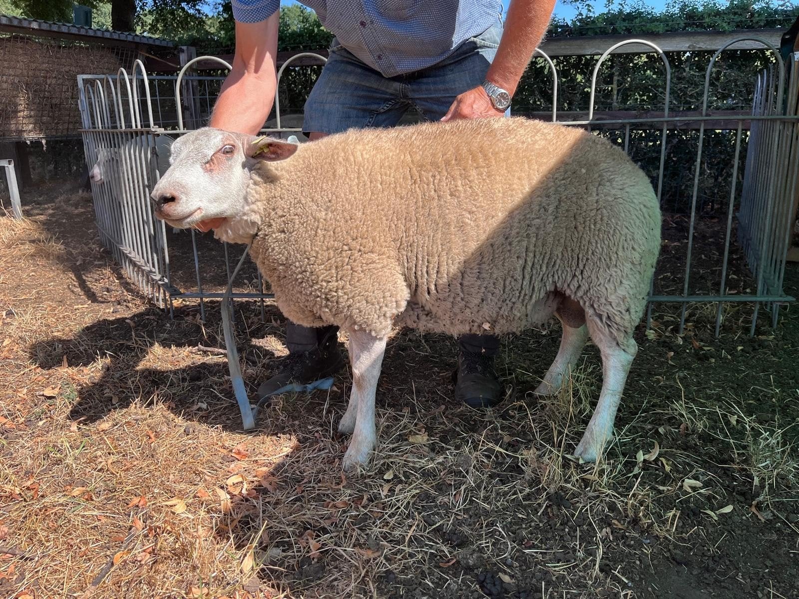 supermooie dekrammen, Mannelijk, Schaap