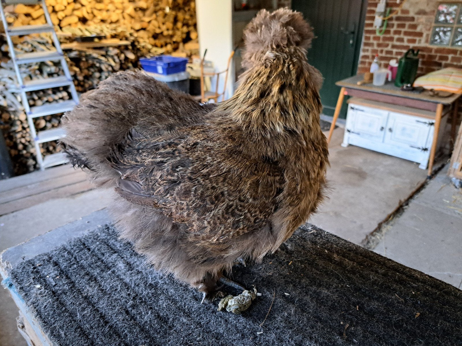 Zijdehoen hennetjes, Dieren en Toebehoren, Pluimvee, Vrouwelijk, Kip