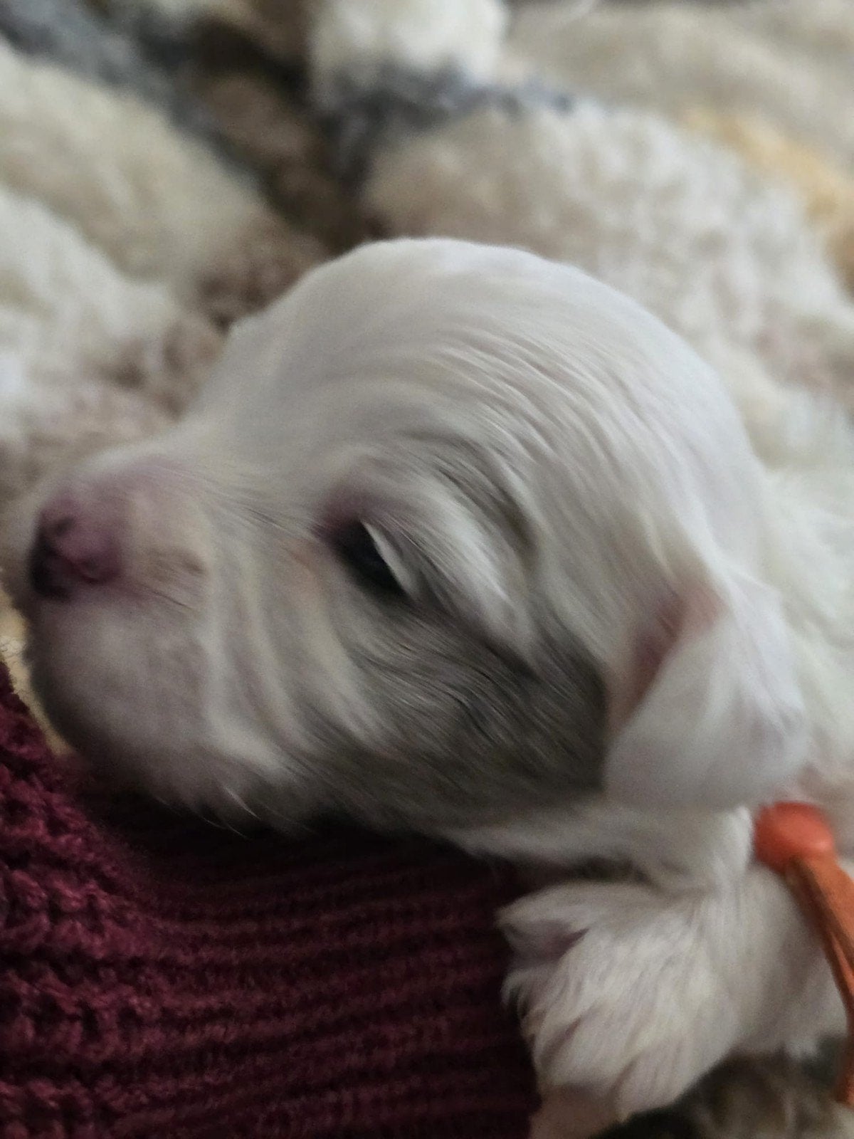 boomer pups, CDV (hondenziekte), Maltezer, 8 tot 15 weken, Meerdere