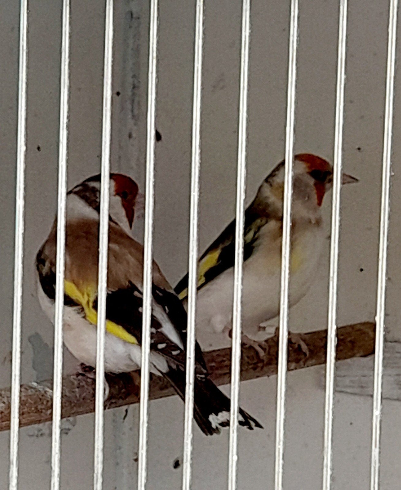 Majoor putter koppel, Meerdere dieren