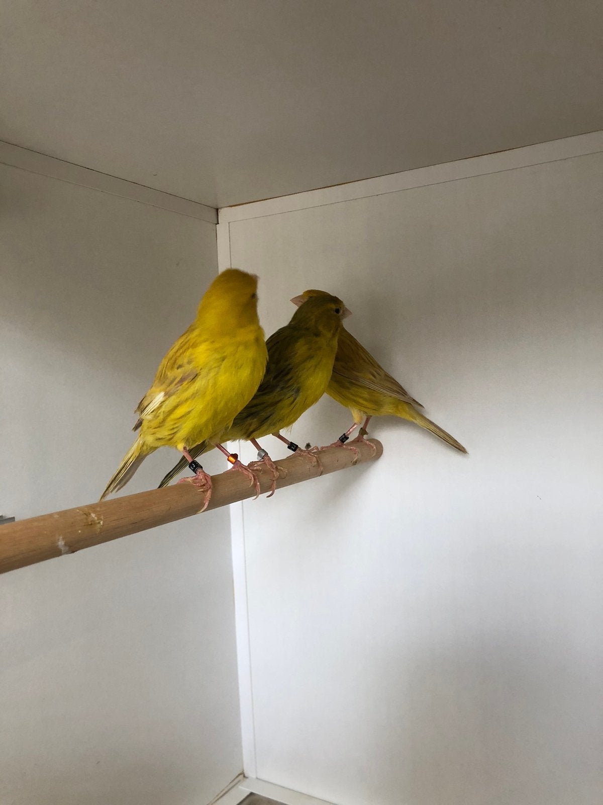 Div zang kanaries, Dieren en Toebehoren