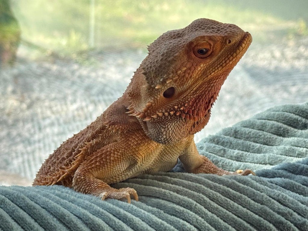 Baardagaam (man) zoekt nieuw huis Bearded Dragon photo 3