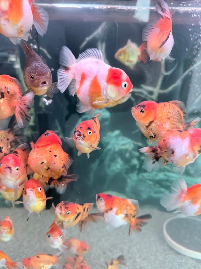 Oranda goudvis (shortail), Dieren en Toebehoren, Vissen | Aquariumvissen, Vis