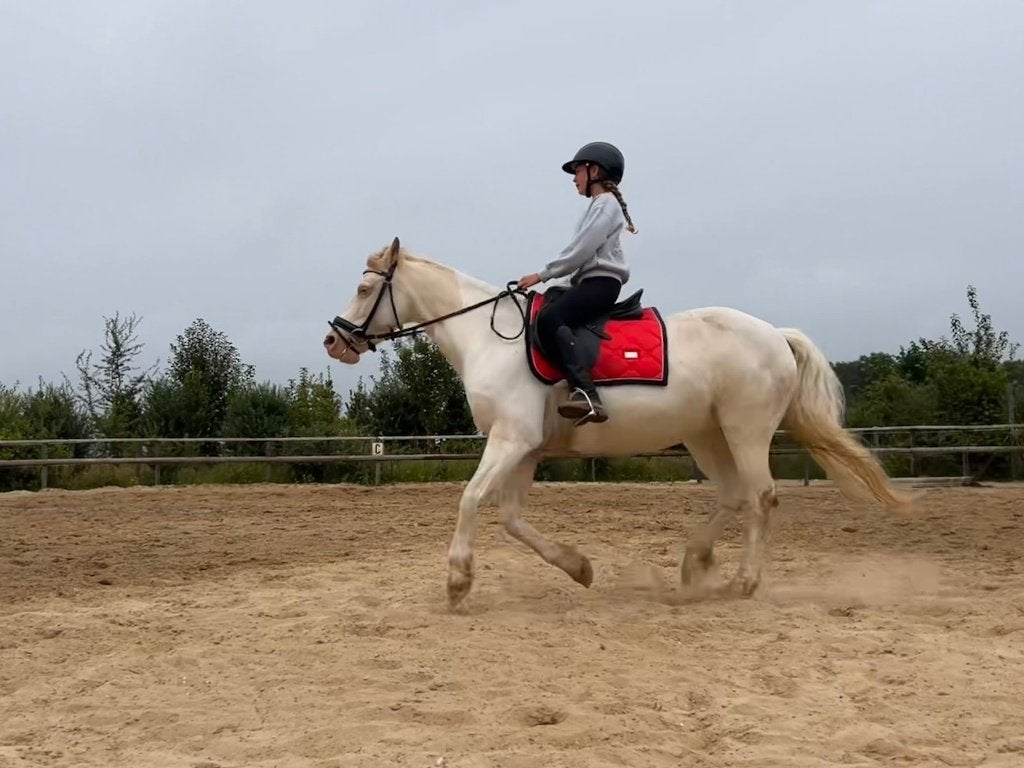 2 dagen per week de liefste pony leasen, Verzorging of Verzorgpony's