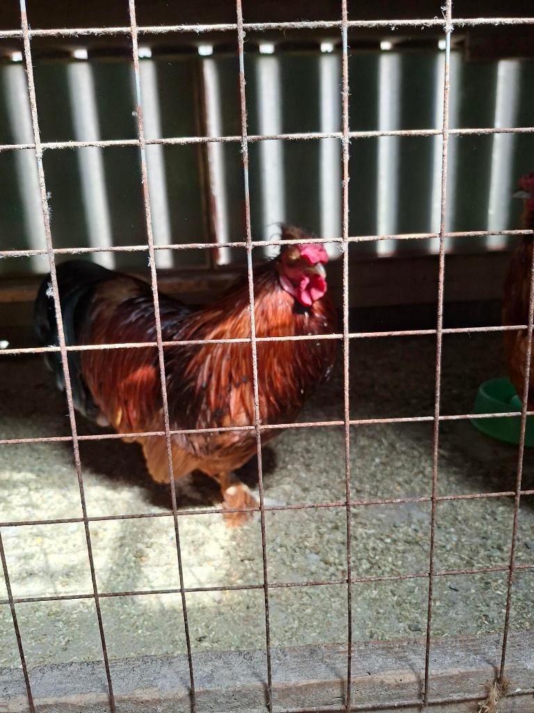 Te koop USA zijdehoen hanen 2025   € 15,00 per stuk, Dieren en Toebehoren, Pluimvee, Mannelijk, Kip
