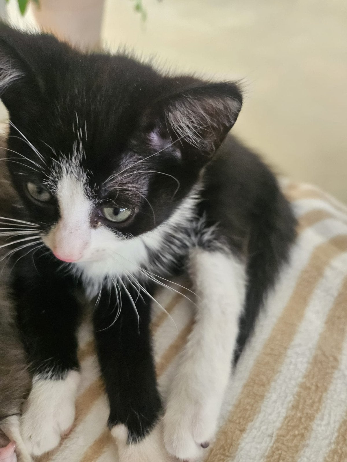 1 lieve kitten te koop, Dieren en Toebehoren, Meerdere dieren