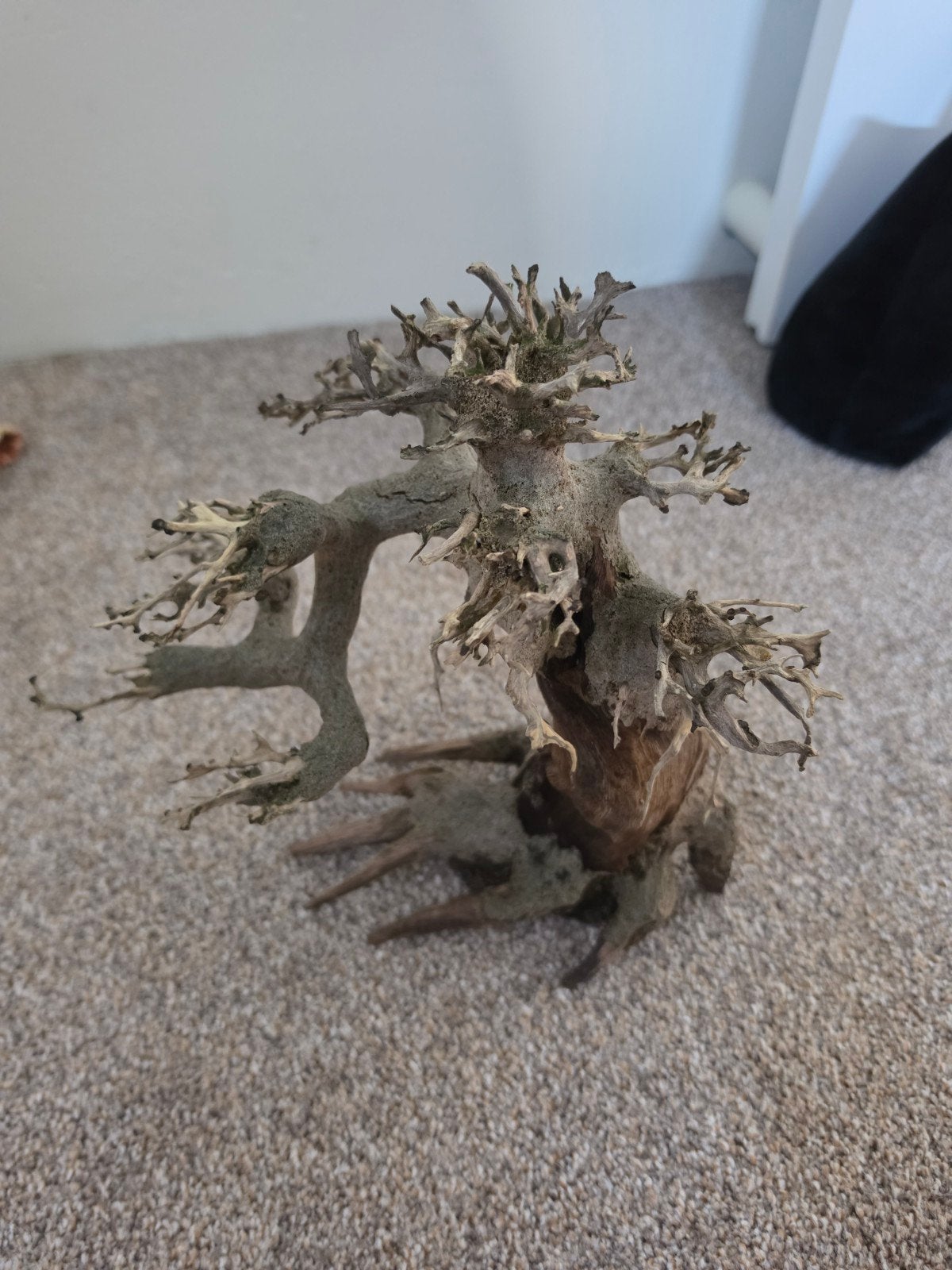 Bonsai voor Aquarium, Ophalen, Plant(en), Steen of Hout