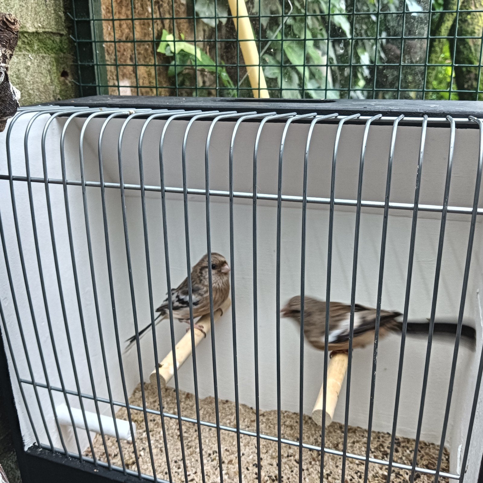 mees goudvink koppel, Dieren en Toebehoren, Vogels | Overige Vogels, Meerdere dieren, Geringd