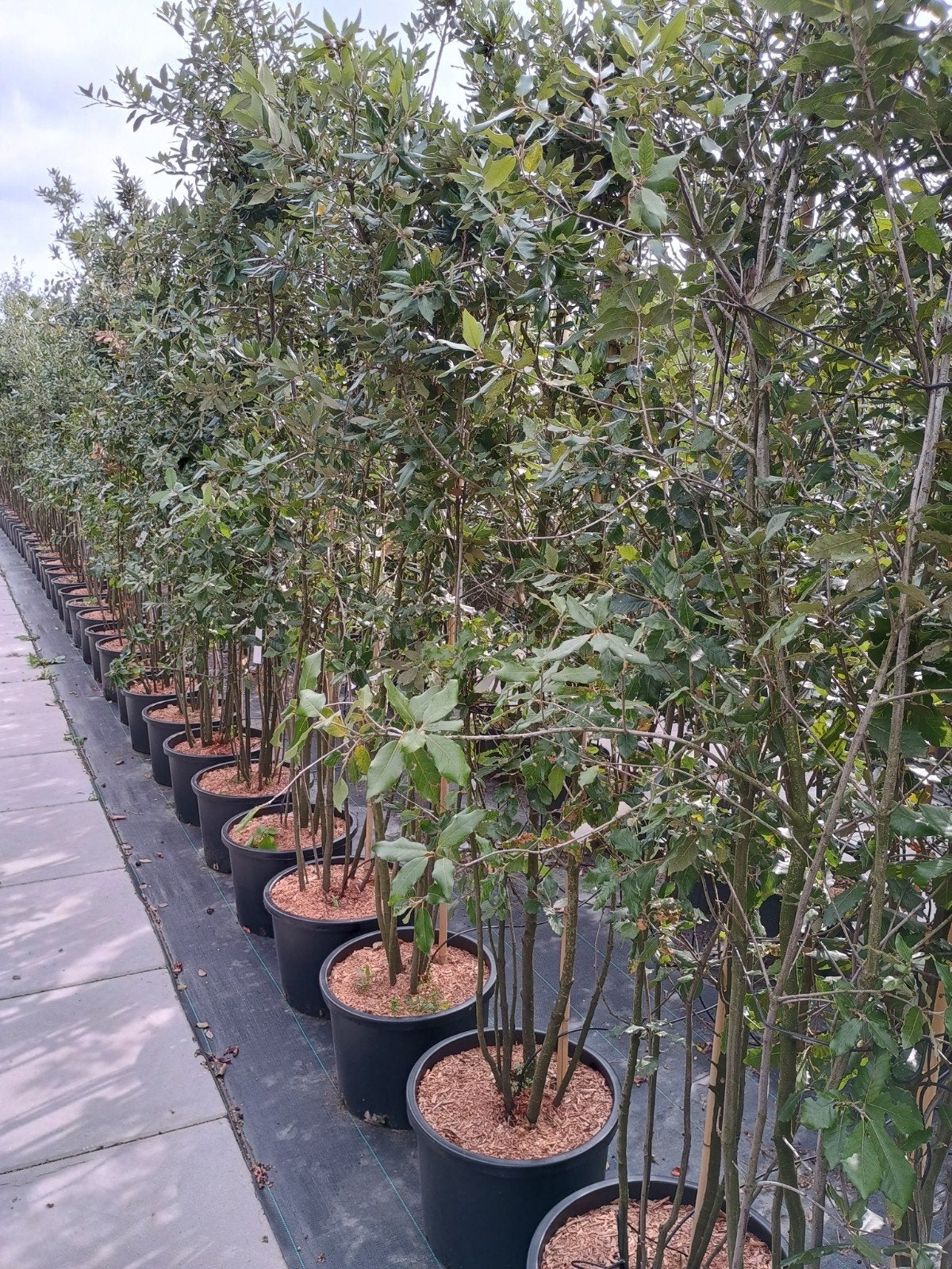 Meerstammige Steeneik (Quercus Ilex), Tuin en Terras, Overige soorten, Lente, 250 tot 400 cm, Ophalen