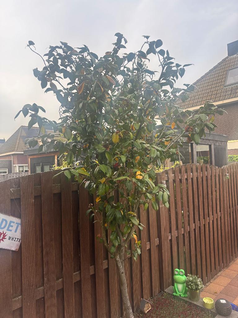 Camellia boom, Ophalen, Volle zon, Overige soorten