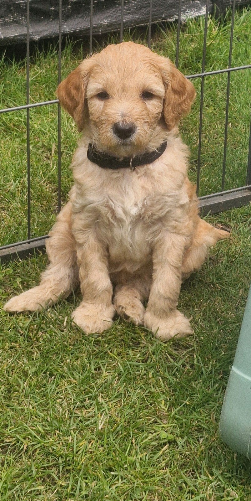 Prachtige labradoodle pups te koop, 8 tot 15 weken, Meerdere, Meerdere dieren, Nederland