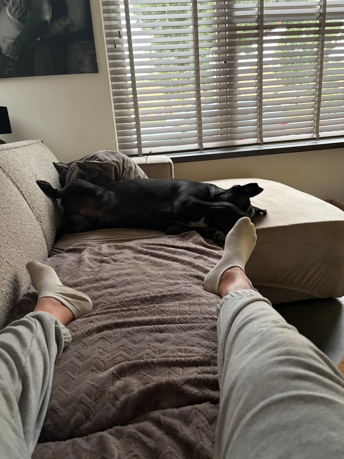 Mylo, Reu, 1 tot 2 jaar, Eén hond, CDV (hondenziekte)