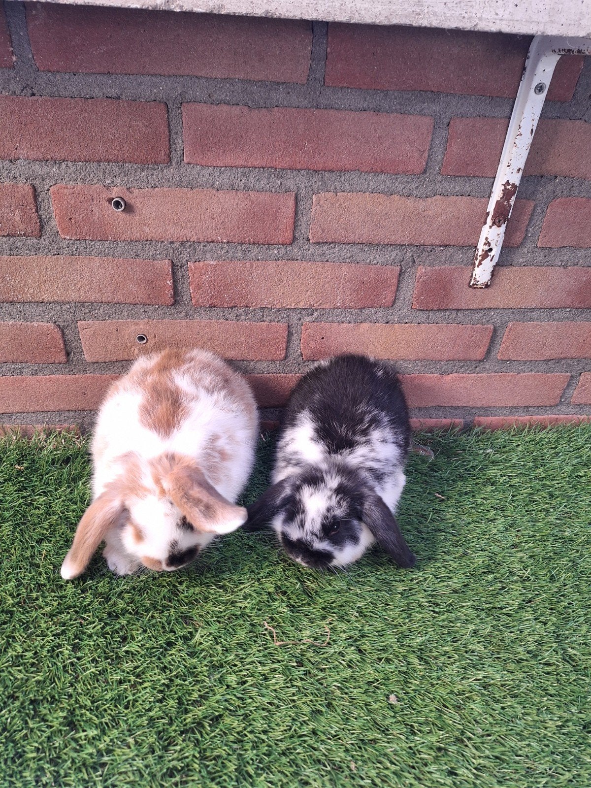 Te koop, jonge dwerghangoor konijntjes konijn dwerg hangoor, Dieren en Toebehoren, Meerdere dieren, Dwerg, Hangoor