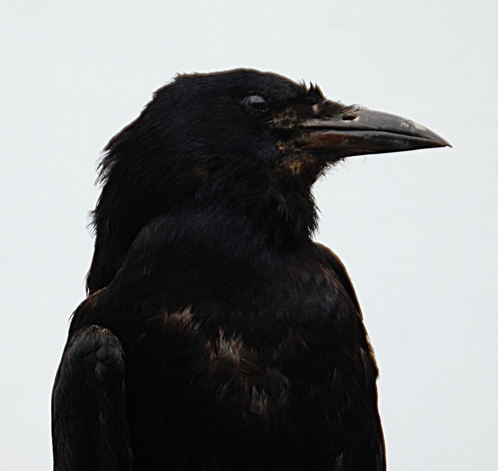opgezette kraai, Verzamelen, Dierenverzamelingen, Ophalen of Verzenden, Zo goed als nieuw, Vogel, Opgezet dier