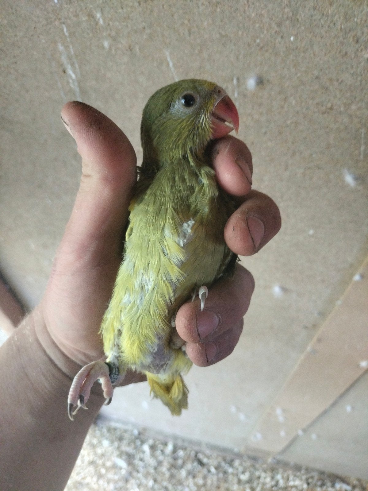 Grijsgroen gkgs man te koop, Dieren en Toebehoren, Vogels | Parkieten en Papegaaien, Mannelijk, Parkiet, Geringd