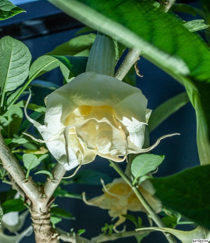Diverse soorten jonge Brugmansia planten, Tuin en Terras, Overige soorten, Volle zon, Vaste plant, Ophalen of Verzenden