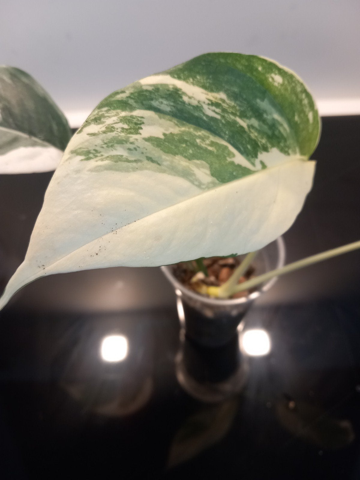 Epipremnum Pinnatum Albo Variegata., Ophalen of Verzenden, Halfschaduw, Minder dan 100 cm