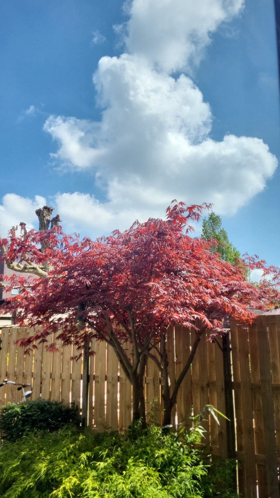 Grote Japanse Esdoorn (Acer Palmatum), Ophalen, Bloeit niet, Halfschaduw, Overige soorten