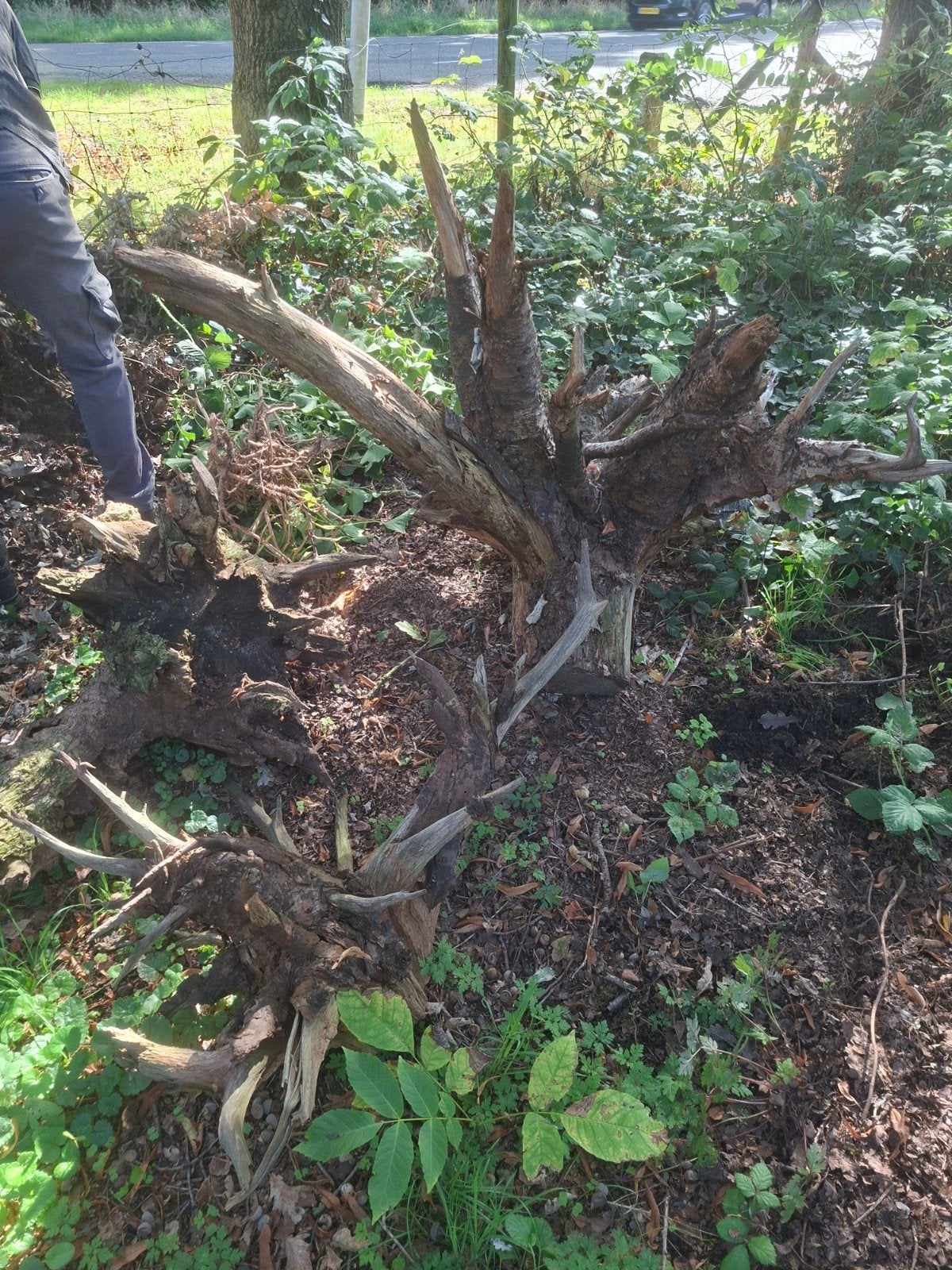 Grote boomstronk voor tuin of decoratie, Ophalen