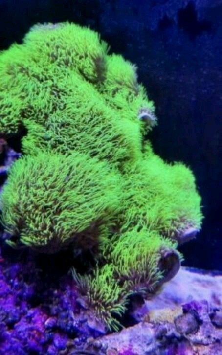 Stekken diverse maten groene sterpoliep