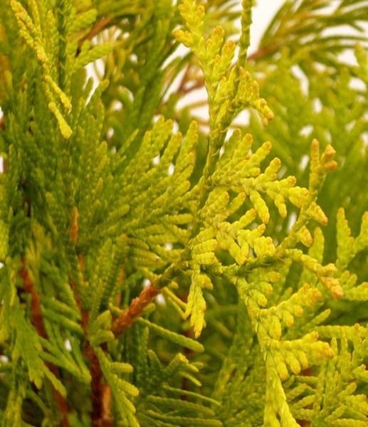 Thuja occidentalis 'Yvonne', Ophalen, Conifeer, Haag, 100 tot 250 cm