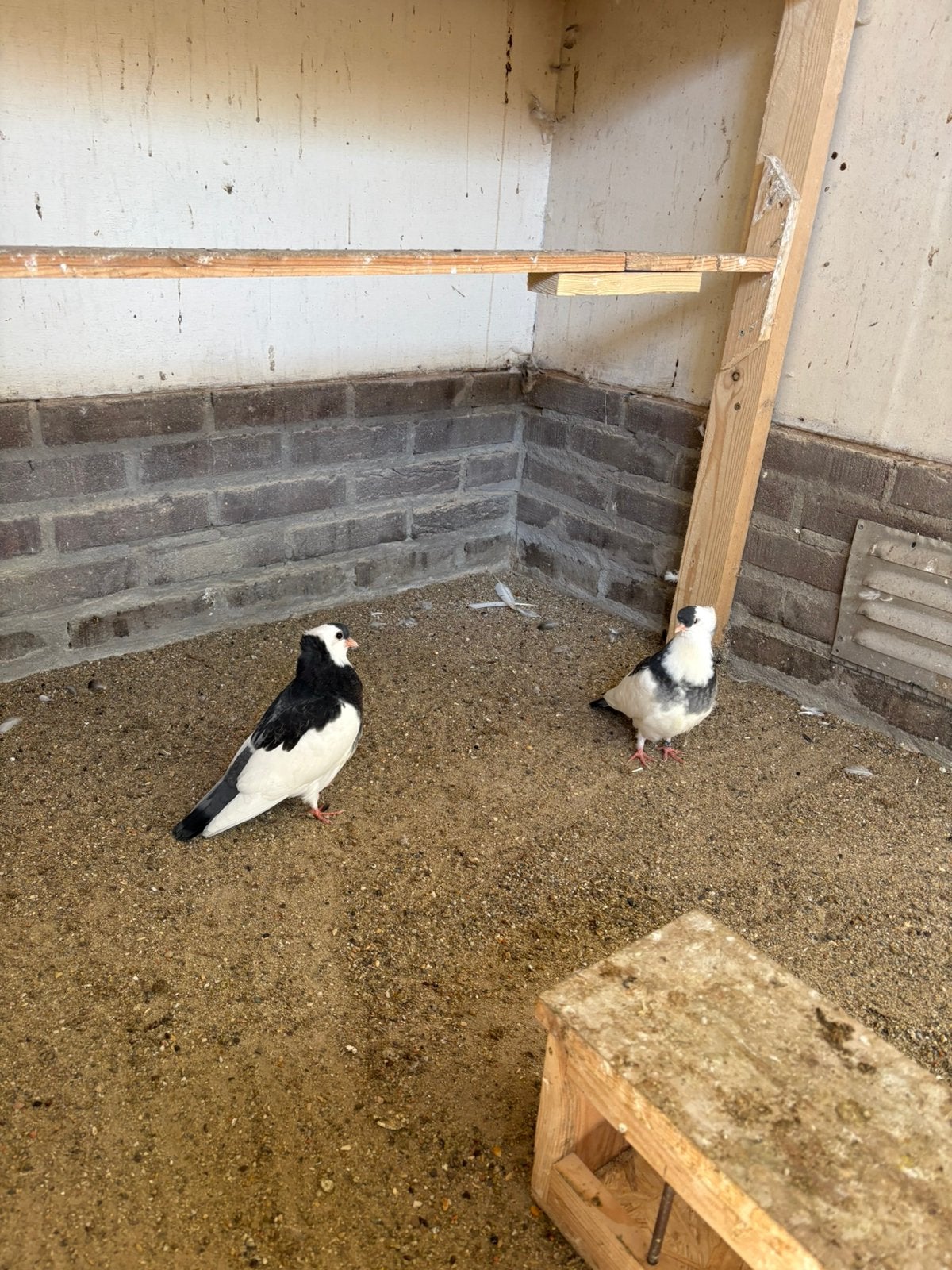 Felegyhazer tuimelaars, Meerdere dieren, Postduif