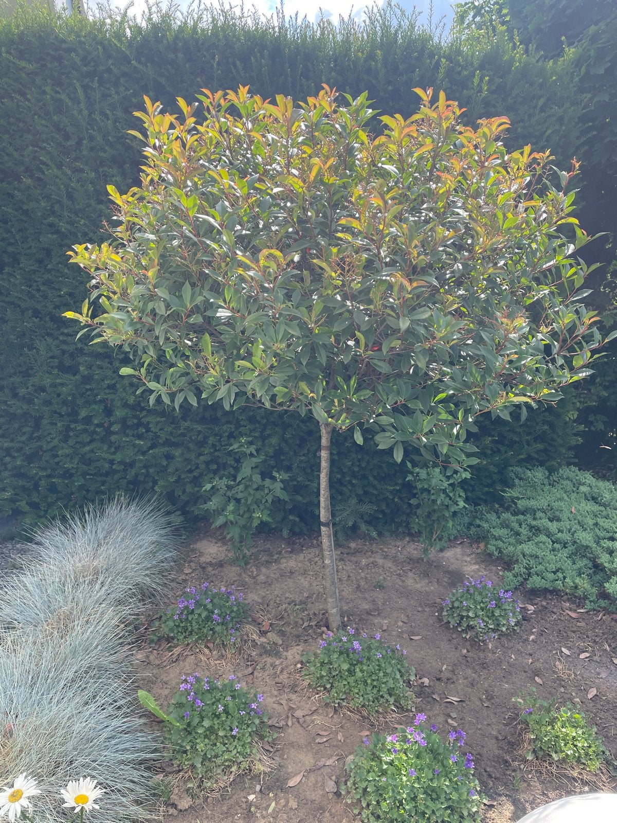 Red Robin Bolboom - Photinia fraseri 'Red Robin' 75cm, Lente, 100 tot 250 cm, Ophalen, Volle zon