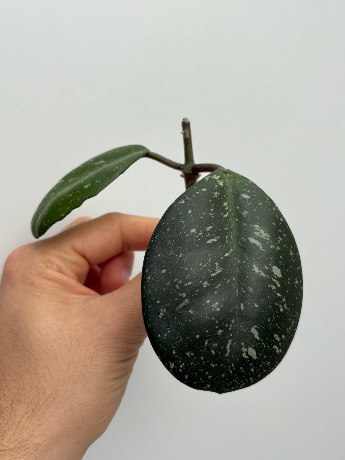Geworteld Hoya Obovata Stekje [6], Huis en Inrichting, Kamerplanten, Ophalen of Verzenden, Halfschaduw, Minder dan 100 cm