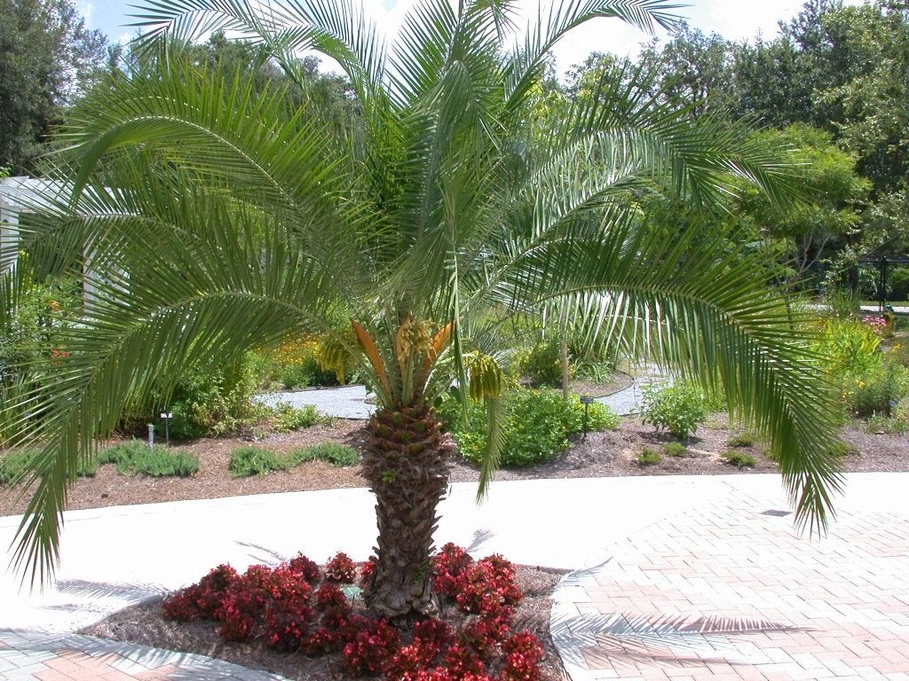 Palmboom zaad: 15 x Phoenix roebelenii (verzenden kan ook), Ophalen, Gehele jaar, Volle zon, Zaad