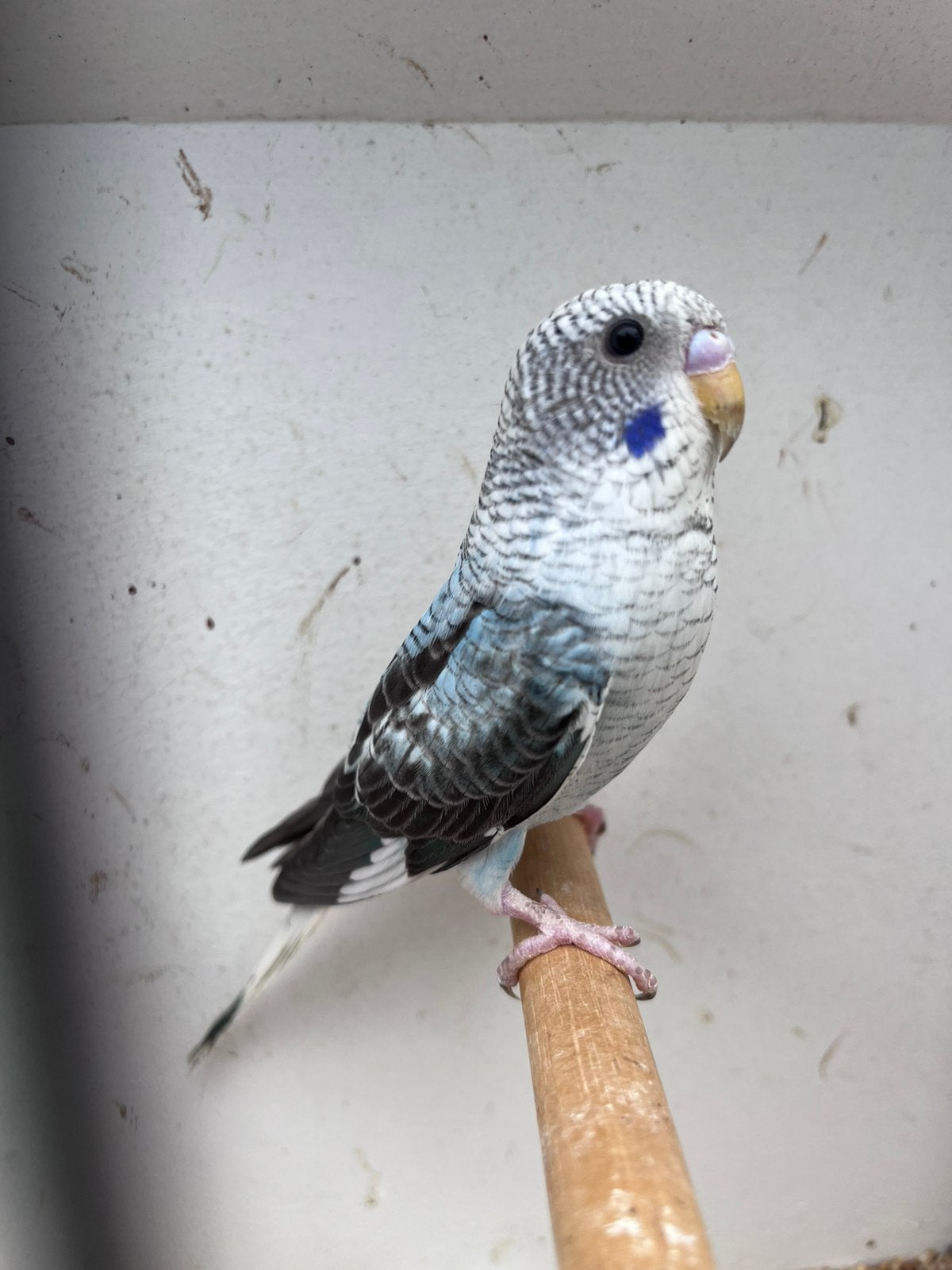 Grasparkiet blackwing, Dieren en Toebehoren, Vogels | Parkieten en Papegaaien, Mannelijk, Parkiet