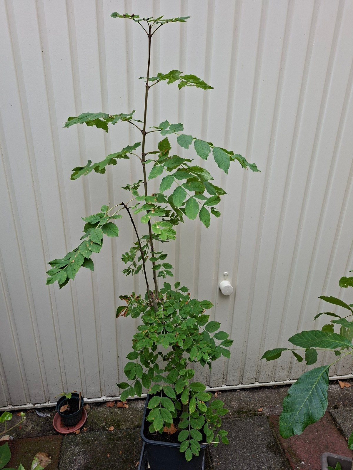 Es, Tuin en Terras, Planten | Bomen, Ophalen, Halfschaduw, Overige soorten