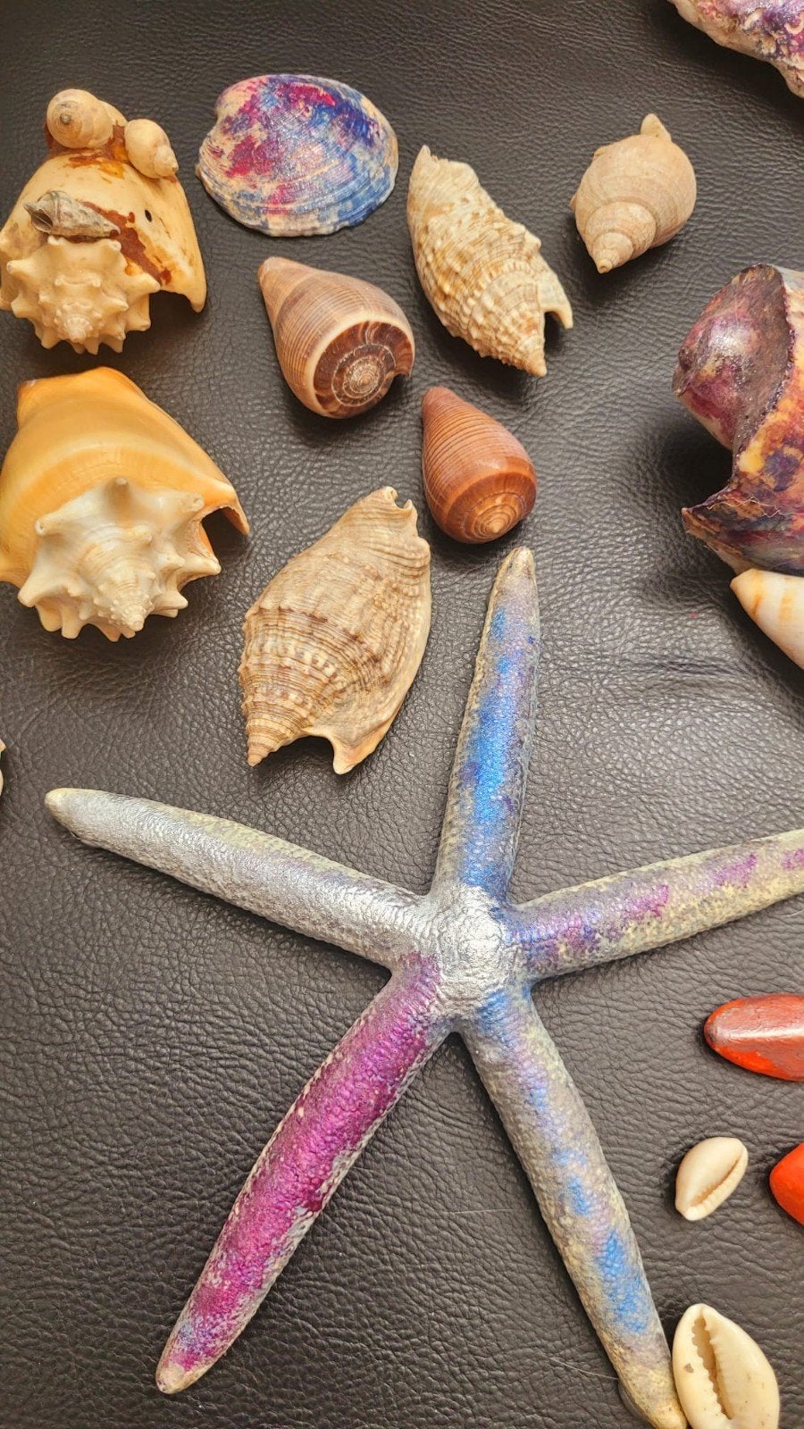 Diverse schelpen en zeester decoratie set, Verzamelen, Ophalen of Verzenden, Zo goed als nieuw