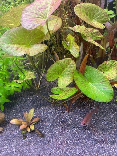 Groene Tijger Lotus Nymphaea, Ophalen of Verzenden, Nieuw, Plant(en), Steen of Hout