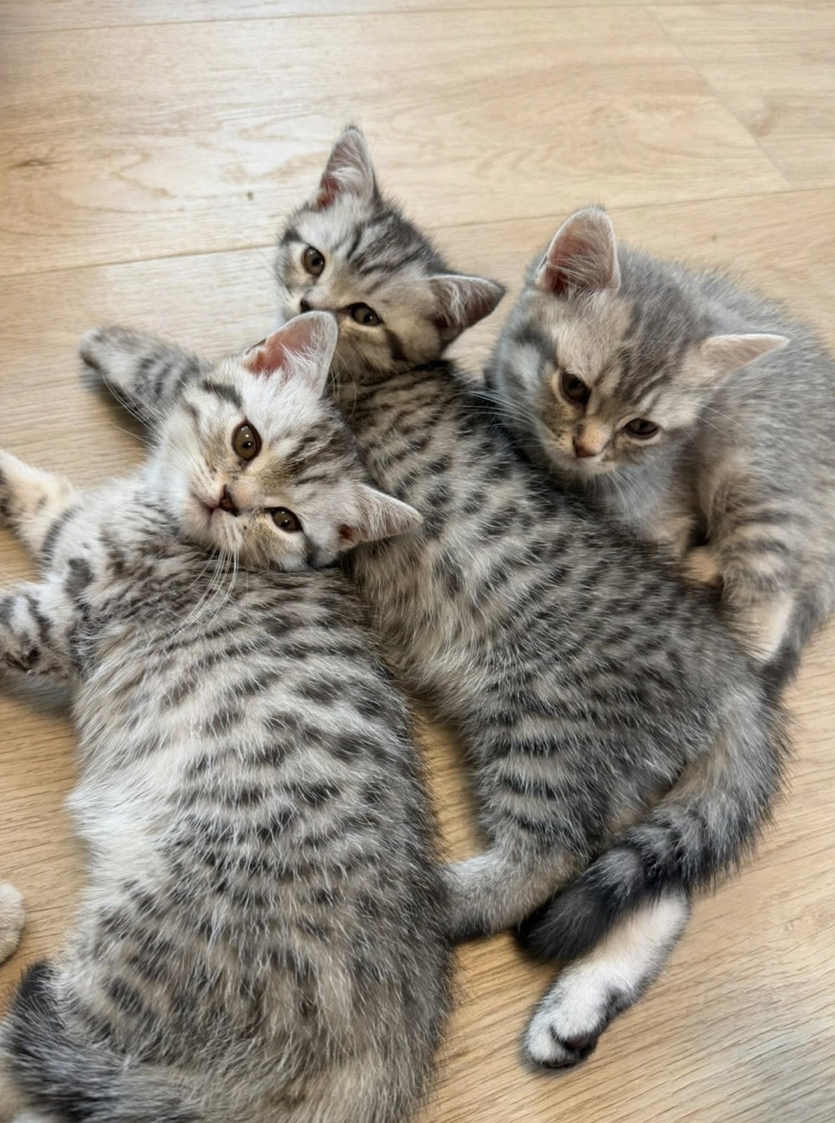 Mooie Britse Korthaar Kittens, Dieren en Toebehoren, Meerdere dieren, Ontwormd, 0 tot 2 jaar