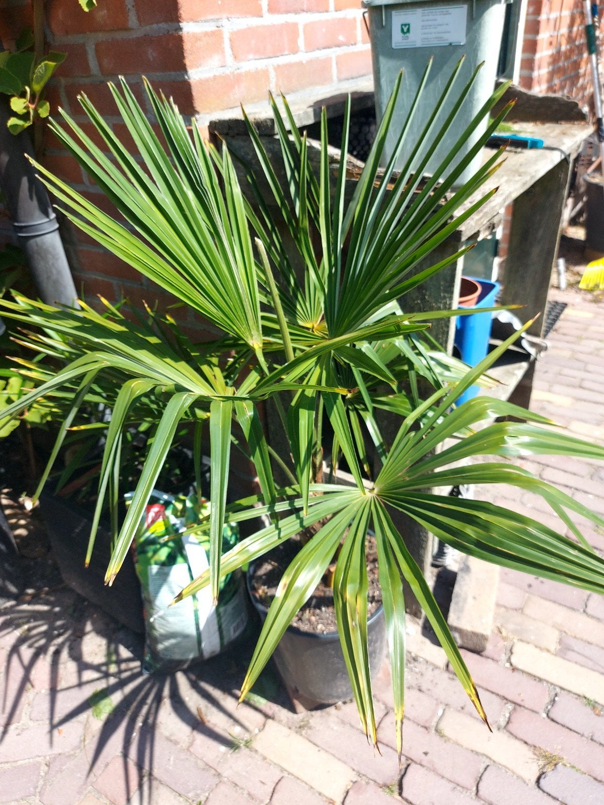 Trachycarpus Fortunei,.mooie winterharde palmboom, Ophalen, Bloeit niet, Overige soorten, Volle zon