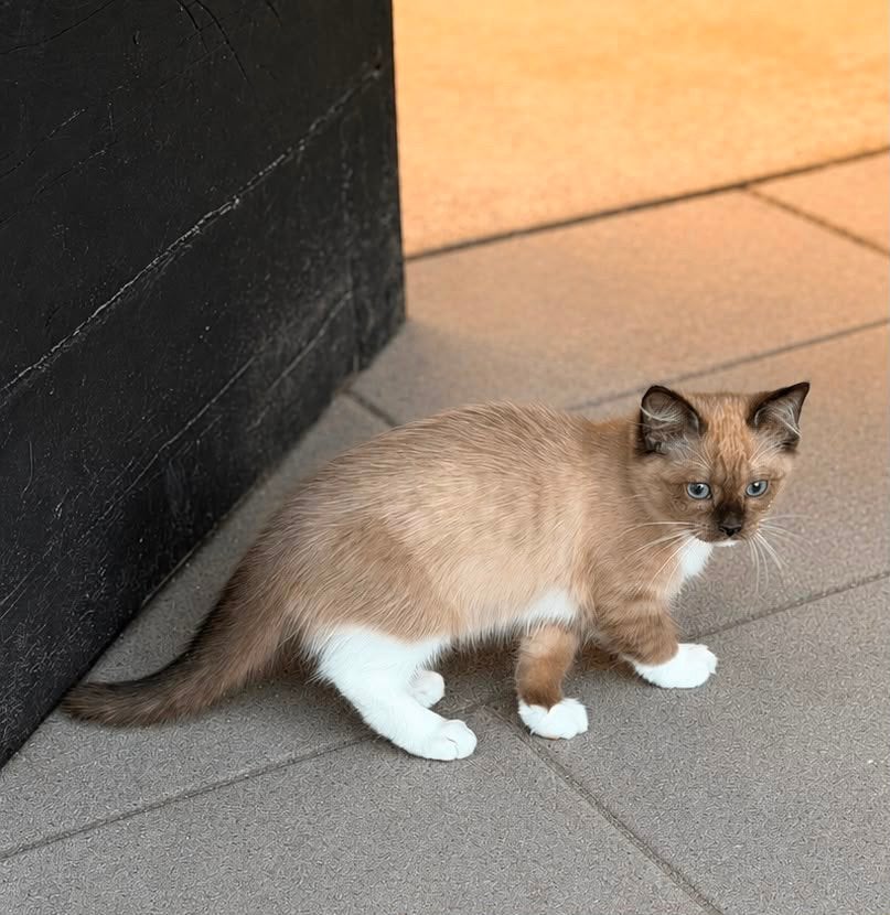Ragdoll kittens uit geteste ouders, Dieren en Toebehoren, Katten en Kittens | Raskatten | Langhaar, Meerdere dieren, Gechipt, 0 tot 2 jaar