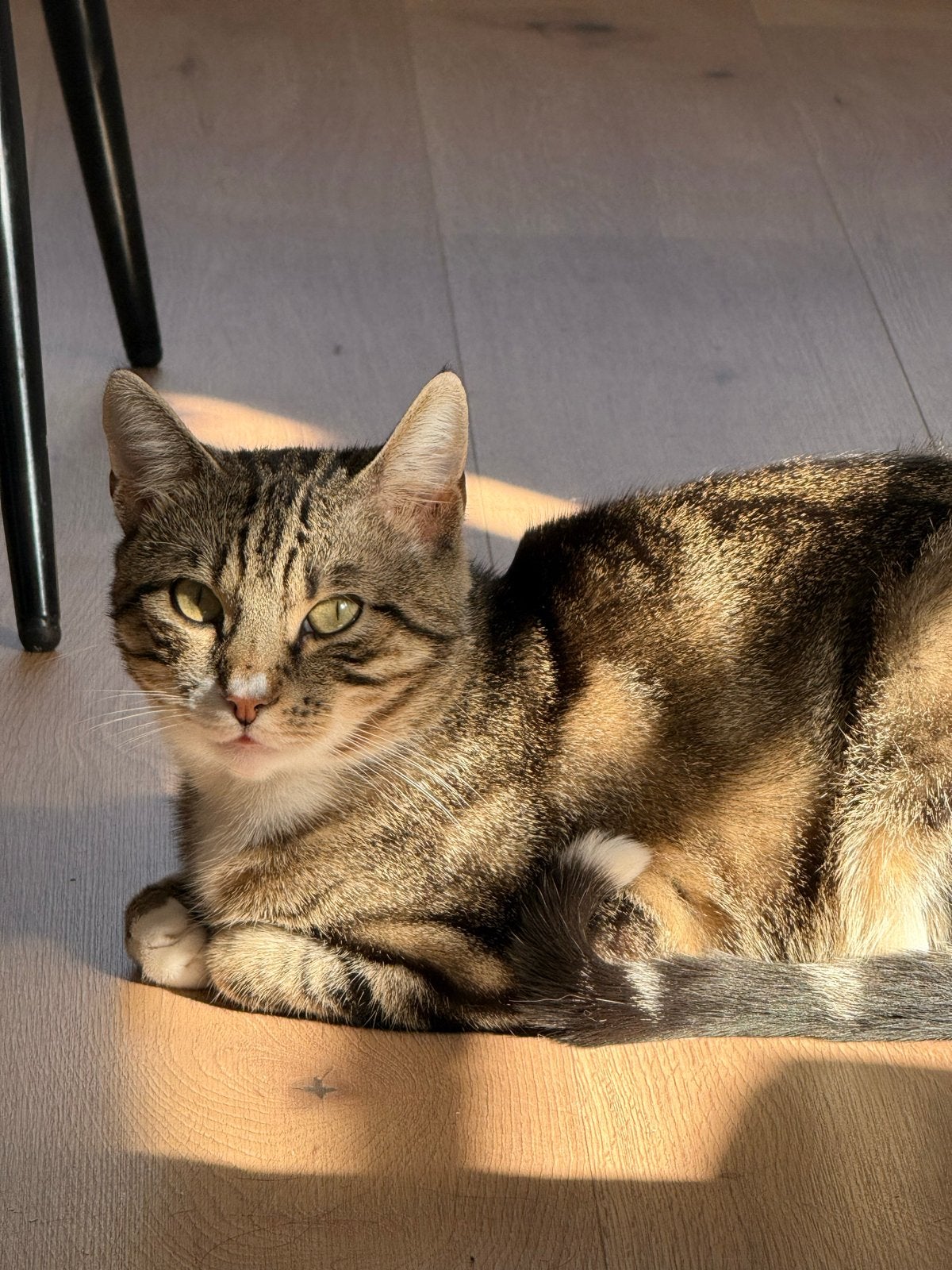 Gratis kater, Kater