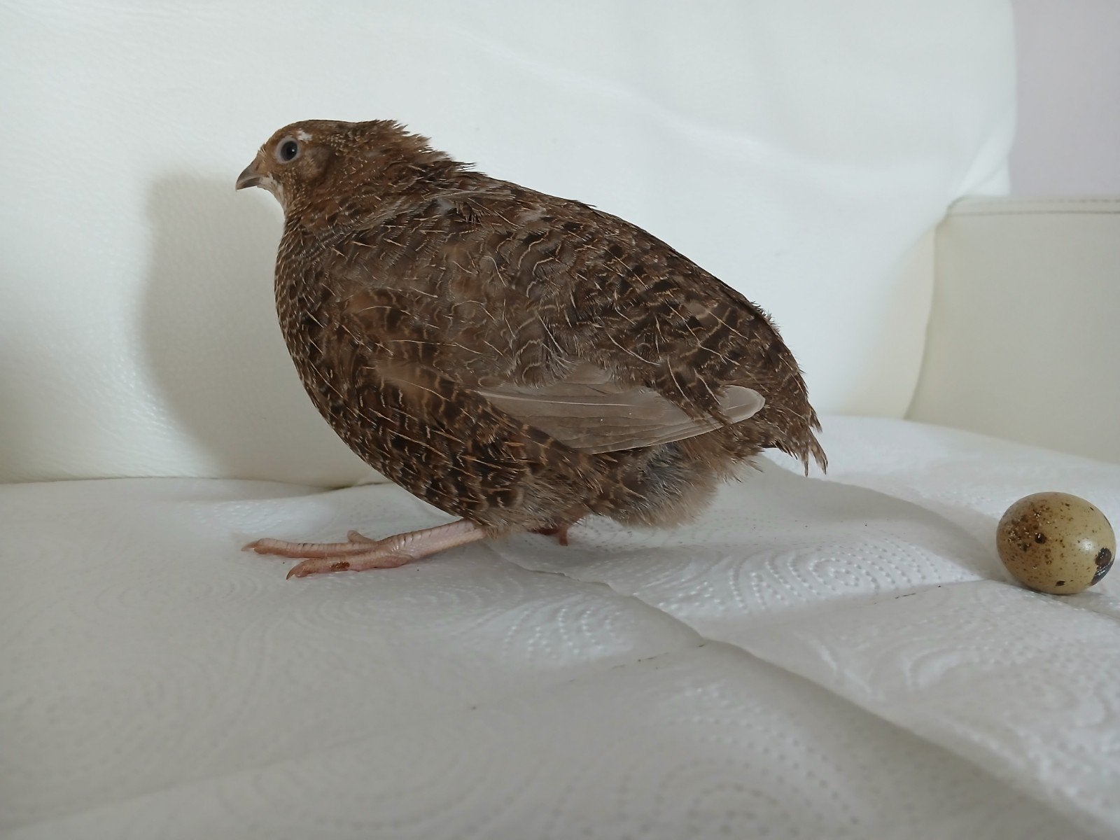 kwartel hen, Dieren en Toebehoren, Vrouwelijk
