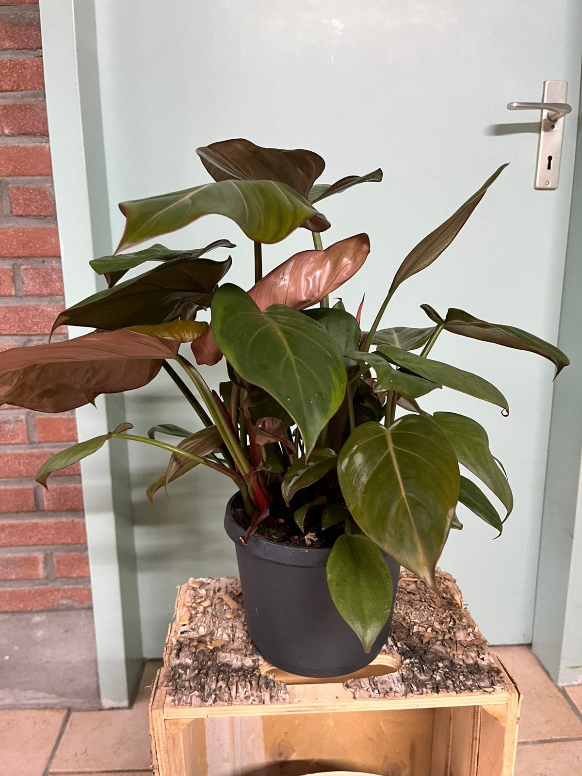 Philodendron erubeskens ‘ Red Emerald’, Huis en Inrichting, Kamerplanten, Ophalen of Verzenden, Halfschaduw, Minder dan 100 cm