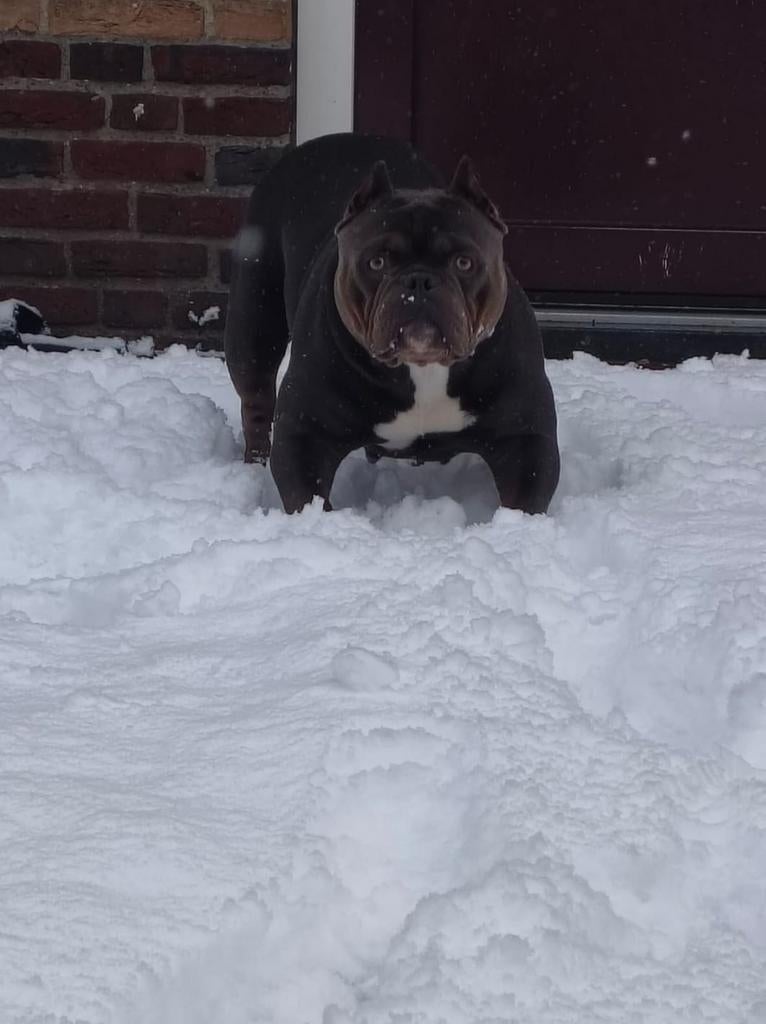 Te koop extreem pocket bully ,American bully. Tricolor, Reu, 8 tot 15 weken, Bulldog, Meerdere