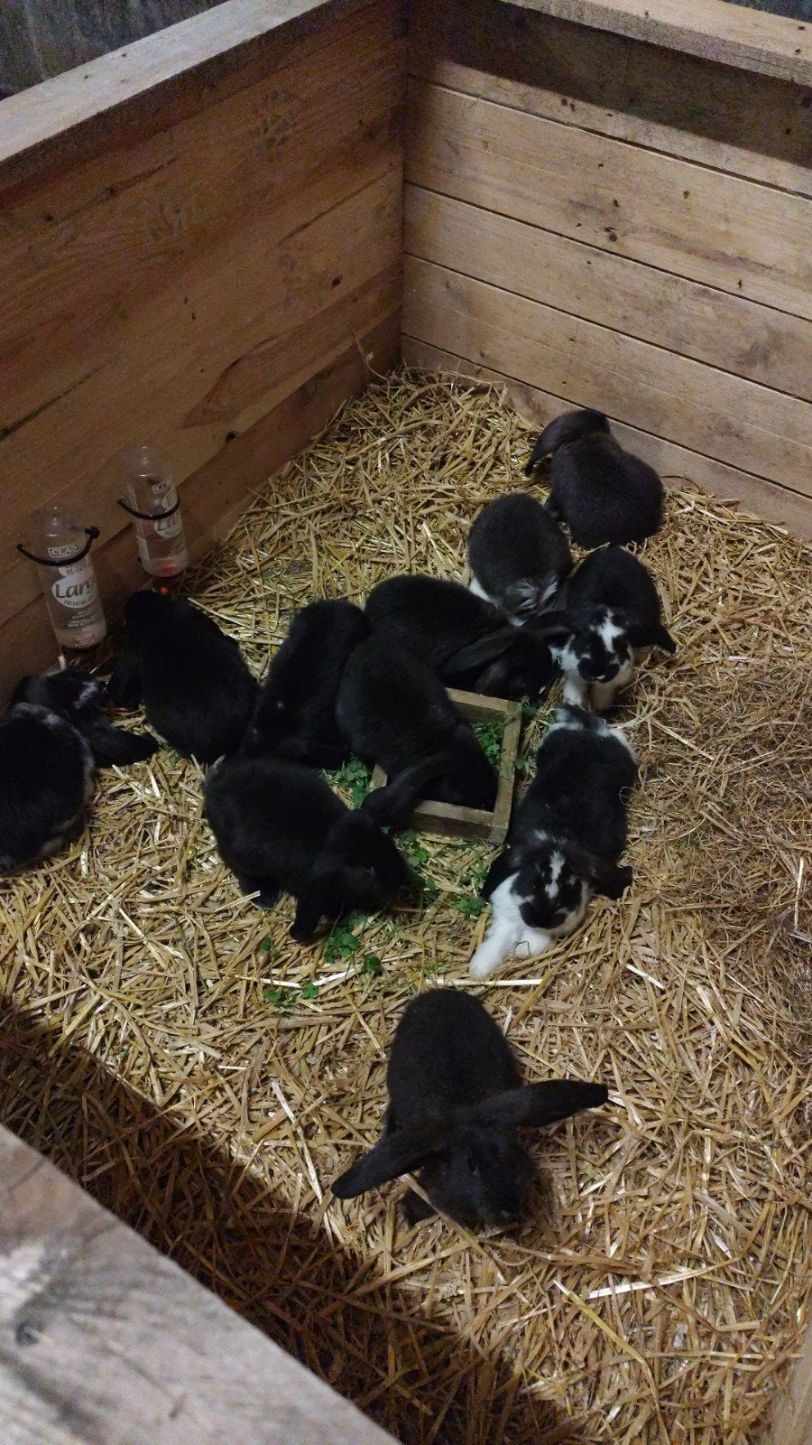Schattige Franse Hangoor konijnen, Meerdere dieren, Overige soorten