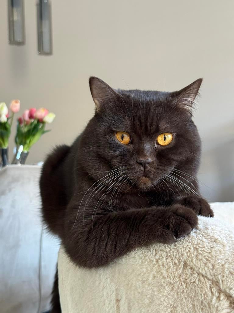 !Dekkater! Britse Korthaar chocolate brown met gouden ogen, Dieren en Toebehoren, Kater, Gechipt