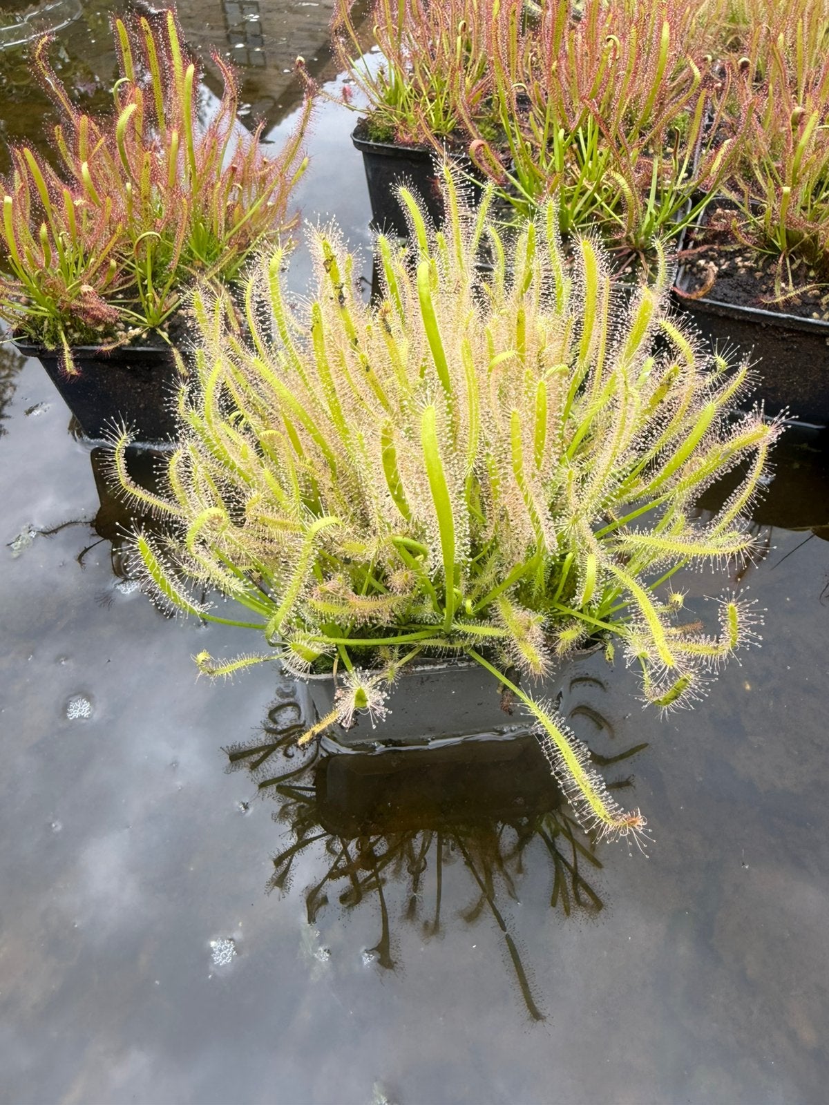 Vleesetende planten, Tuin en Terras, Ophalen, Vaste plant, Overige soorten, Volle zon