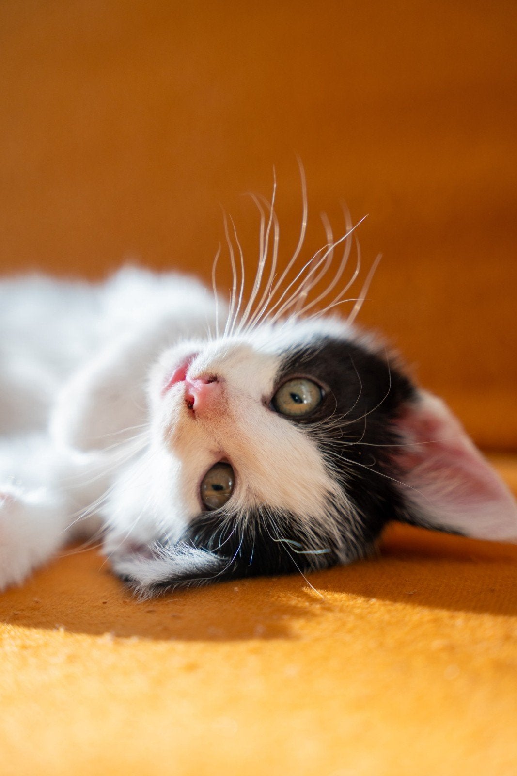 Zwart Witte kittens en katten zoeken baasje, Dieren en Toebehoren, Katten en Kittens | Overige Katten, Meerdere dieren, Kortharig