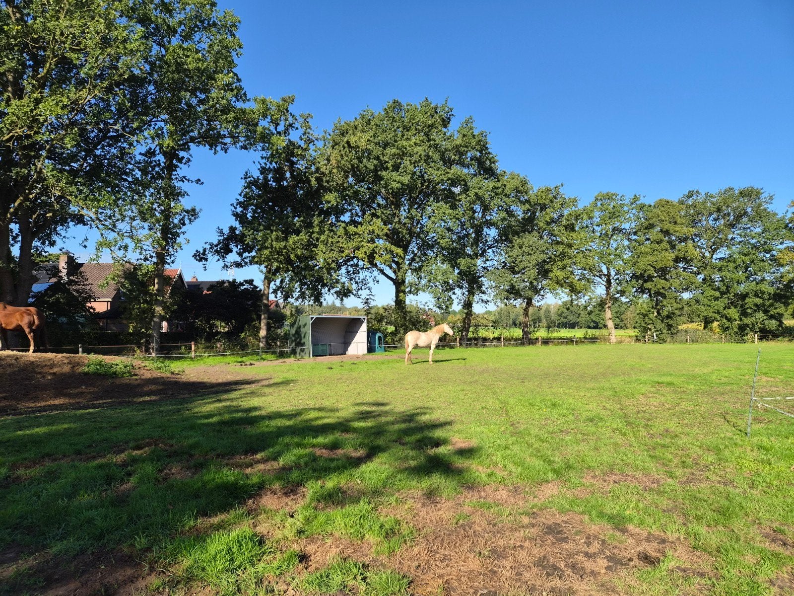 verzorging pony's gevraagd en je krijgt vergoeding, Ophalen