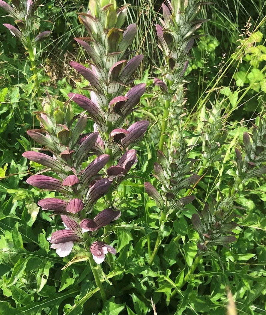 Acanthus mollis, Tuin en Terras, Overige soorten, Vaste plant, Ophalen of Verzenden, Halfschaduw