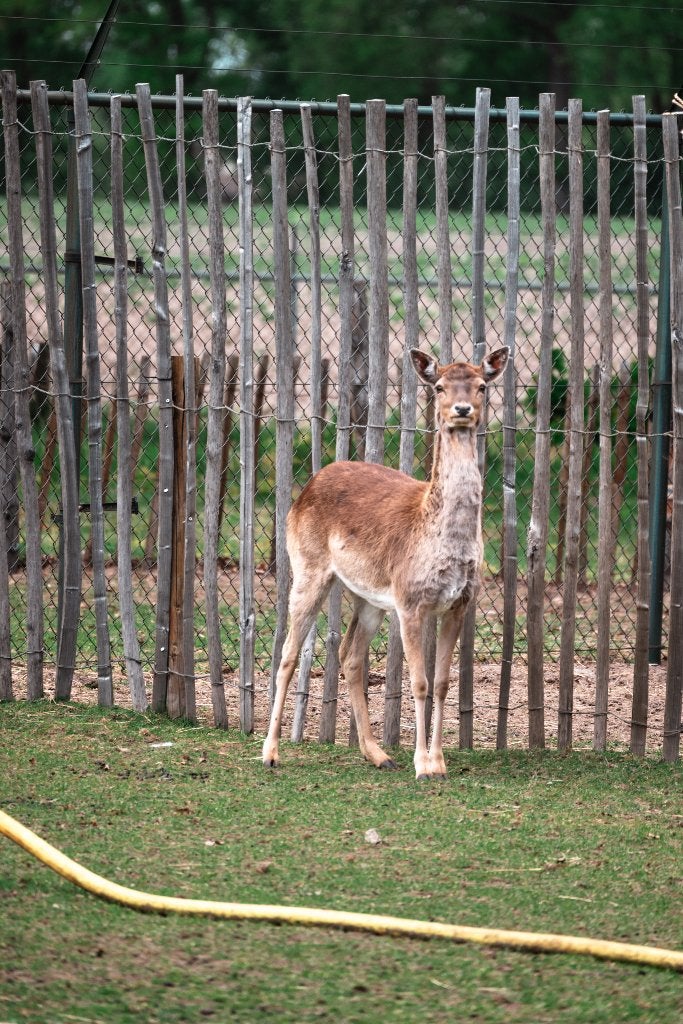 3 Damherten te koop, Dieren en Toebehoren, Overige Dieren, April, Meerdere dieren