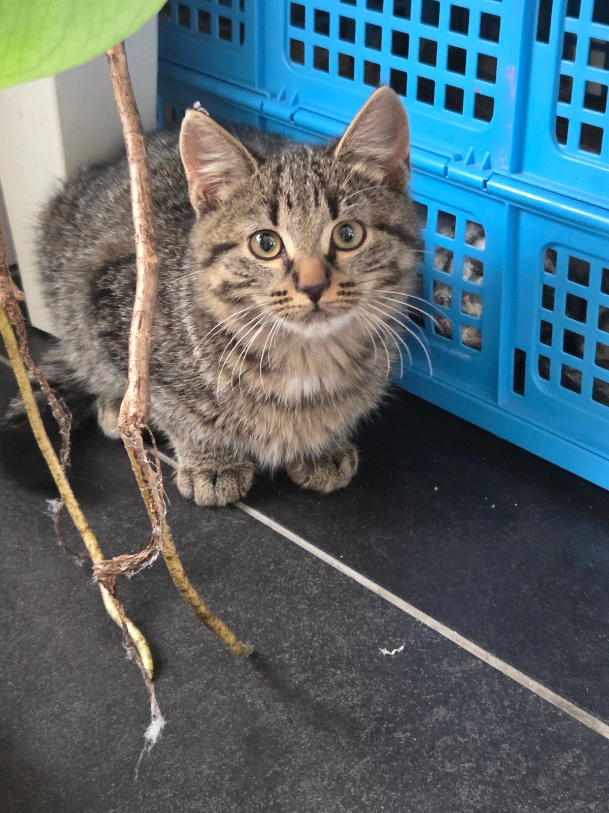 Cyperse kitten, Geslacht onbekend, Kortharig, 0 tot 2 jaar
